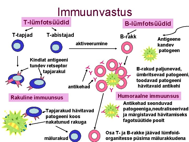Immuunvastus T-lümfotsüüdid T-tapjad B-lümfotsüüdid T-abistajad B-rakk aktiveerumine Y Kindlat antigeeni tundev retseptor tapjarakul Y Immuunvastus T-lümfotsüüdid T-tapjad B-lümfotsüüdid T-abistajad B-rakk aktiveerumine Y Kindlat antigeeni tundev retseptor tapjarakul Y