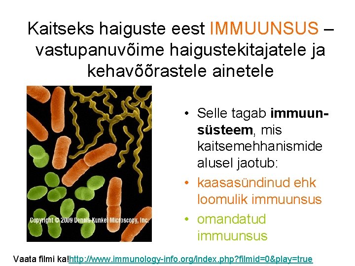 Kaitseks haiguste eest IMMUUNSUS – vastupanuvõime haigustekitajatele ja kehavõõrastele ainetele • Selle tagab immuunsüsteem, Kaitseks haiguste eest IMMUUNSUS – vastupanuvõime haigustekitajatele ja kehavõõrastele ainetele • Selle tagab immuunsüsteem,