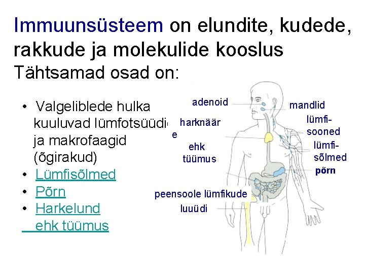 Immuunsüsteem on elundite, kudede, rakkude ja molekulide kooslus Tähtsamad osad on: adenoid • Valgeliblede Immuunsüsteem on elundite, kudede, rakkude ja molekulide kooslus Tähtsamad osad on: adenoid • Valgeliblede