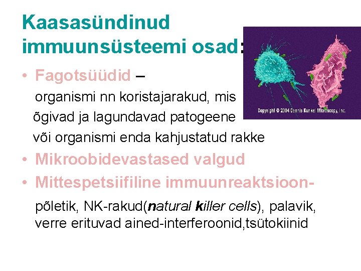 Kaasasündinud immuunsüsteemi osad: • Fagotsüüdid – organismi nn koristajarakud, mis õgivad ja lagundavad patogeene Kaasasündinud immuunsüsteemi osad: • Fagotsüüdid – organismi nn koristajarakud, mis õgivad ja lagundavad patogeene