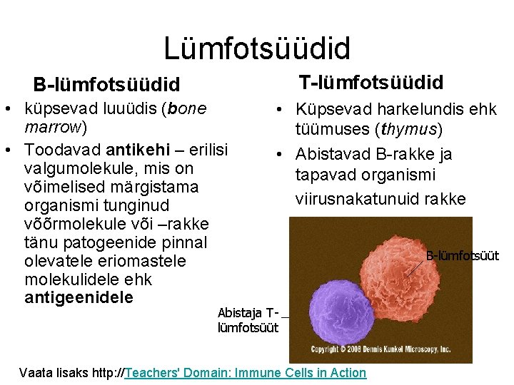 Lümfotsüüdid T-lümfotsüüdid B-lümfotsüüdid • küpsevad luuüdis (bone marrow) • Toodavad antikehi – erilisi valgumolekule, Lümfotsüüdid T-lümfotsüüdid B-lümfotsüüdid • küpsevad luuüdis (bone marrow) • Toodavad antikehi – erilisi valgumolekule,