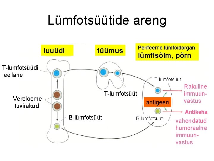 Lümfotsüütide areng luuüdi Perifeerne lümfoidorgan- tüümus lümfisõlm, põrn T-lümfotsüüdi eellane T-lümfotsüüt Vereloome tüvirakud antigeen Lümfotsüütide areng luuüdi Perifeerne lümfoidorgan- tüümus lümfisõlm, põrn T-lümfotsüüdi eellane T-lümfotsüüt Vereloome tüvirakud antigeen
