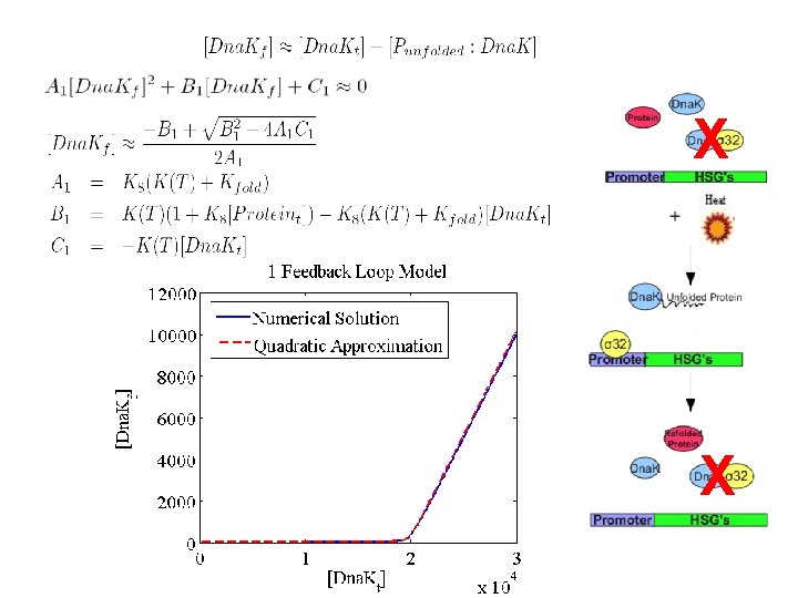 Extracting Essential Features of Biological Networks Natalie Arkus
