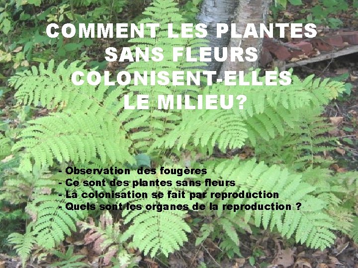 COMMENT LES PLANTES SANS FLEURS COLONISENT-ELLES LE MILIEU? - Observation des fougères Ce sont