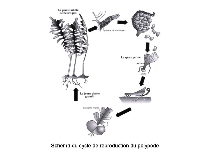 Schéma du cycle de reproduction du polypode 