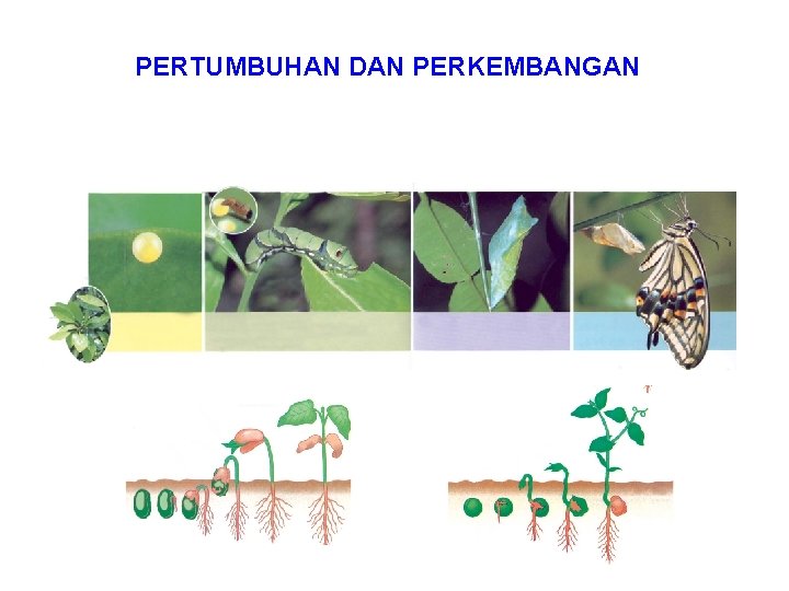 PERTUMBUHAN DAN PERKEMBANGAN 