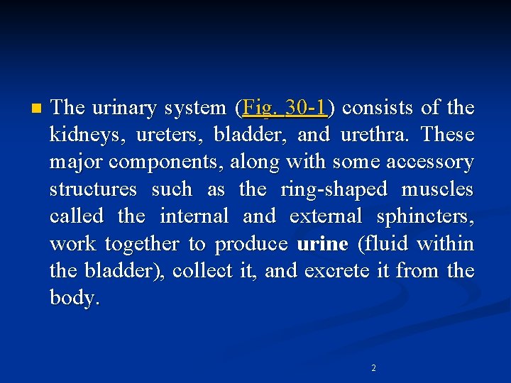 n The urinary system (Fig. 30 -1) consists of the kidneys, ureters, bladder, and
