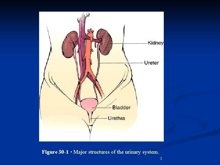 Figure 30 -1 • Major structures of the urinary system. 3 