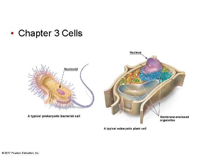  • Chapter 3 Cells © 2017 Pearson Education, Inc. 