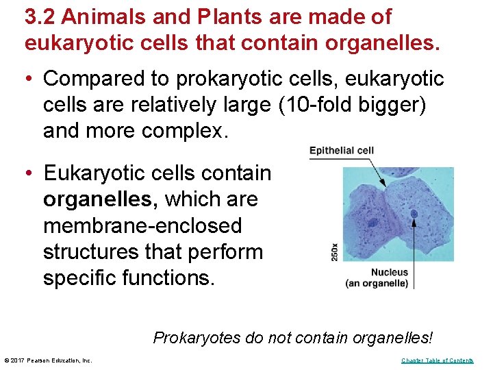 3. 2 Animals and Plants are made of eukaryotic cells that contain organelles. •
