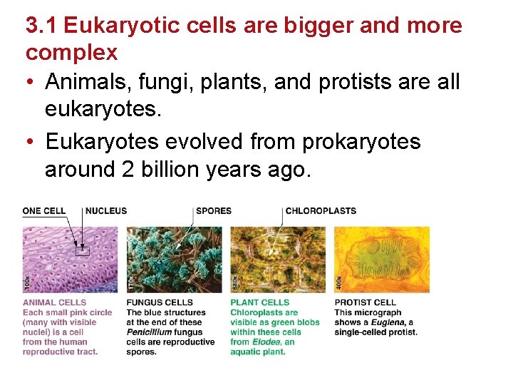 3. 1 Eukaryotic cells are bigger and more complex • Animals, fungi, plants, and