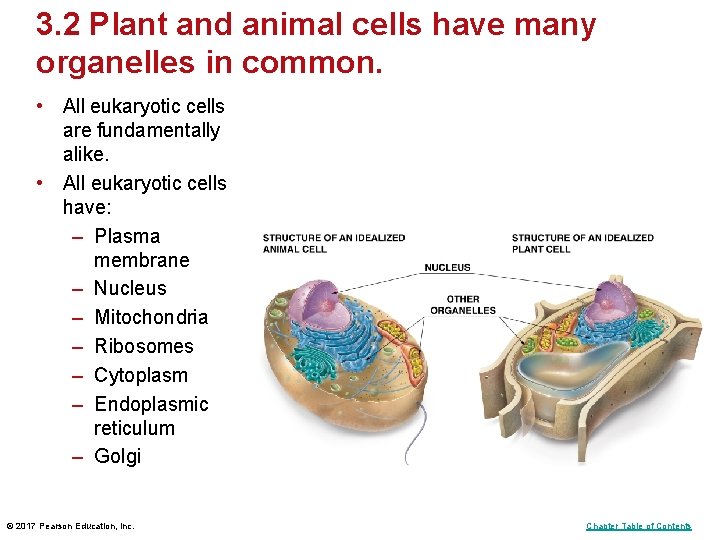 3. 2 Plant and animal cells have many organelles in common. • All eukaryotic