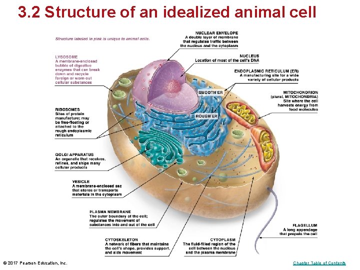 3. 2 Structure of an idealized animal cell © 2017 Pearson Education, Inc. Chapter