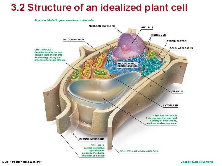 3. 2 Structure of an idealized plant cell © 2017 Pearson Education, Inc. Chapter