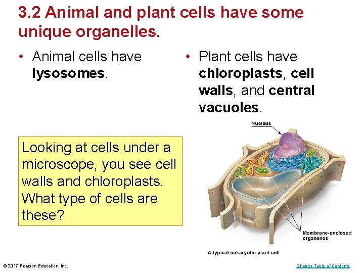 3. 2 Animal and plant cells have some unique organelles. • Animal cells have