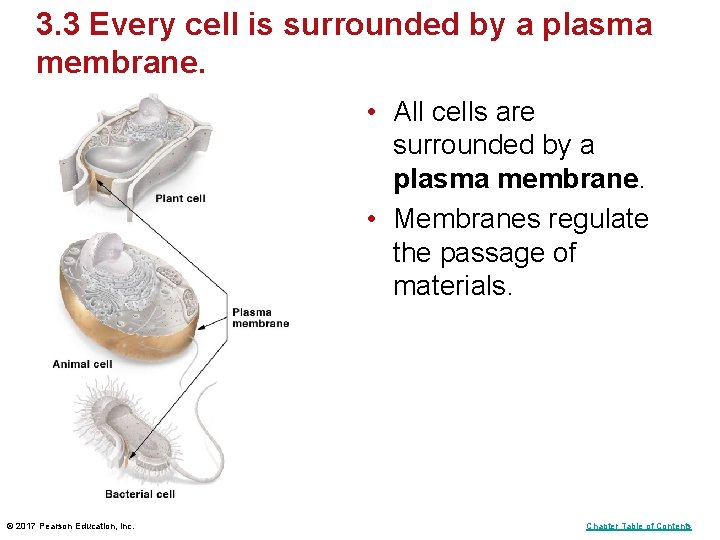 3. 3 Every cell is surrounded by a plasma membrane. • All cells are