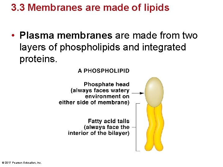 3. 3 Membranes are made of lipids • Plasma membranes are made from two