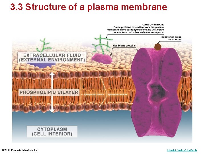3. 3 Structure of a plasma membrane © 2017 Pearson Education, Inc. Chapter Table