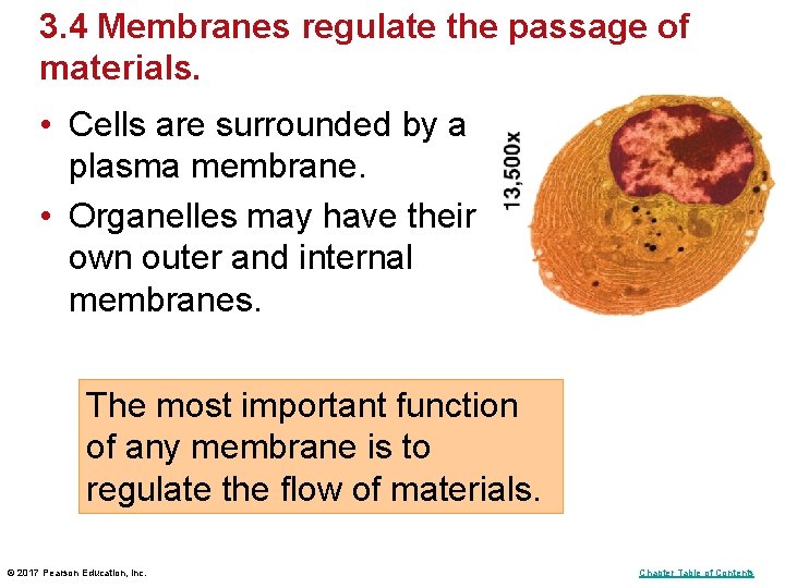 3. 4 Membranes regulate the passage of materials. • Cells are surrounded by a