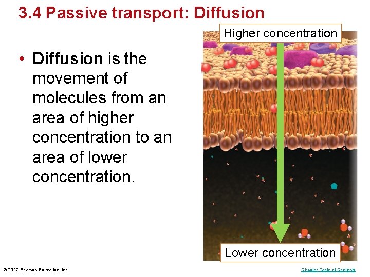 3. 4 Passive transport: Diffusion Higher concentration • Diffusion is the movement of molecules