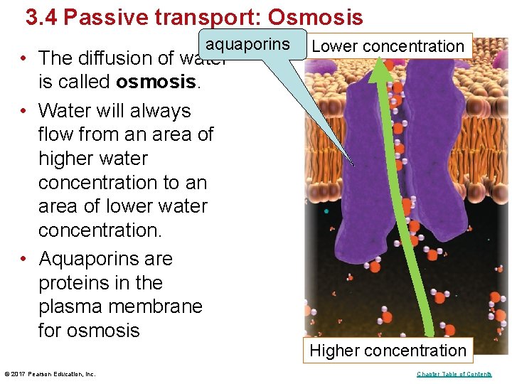 3. 4 Passive transport: Osmosis aquaporins • The diffusion of water is called osmosis. 3. 4 Passive transport: Osmosis aquaporins • The diffusion of water is called osmosis.