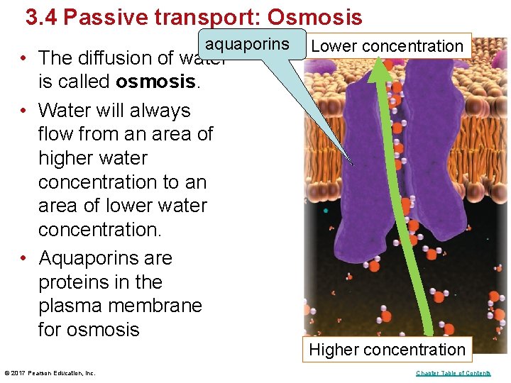 3. 4 Passive transport: Osmosis aquaporins • The diffusion of water is called osmosis.