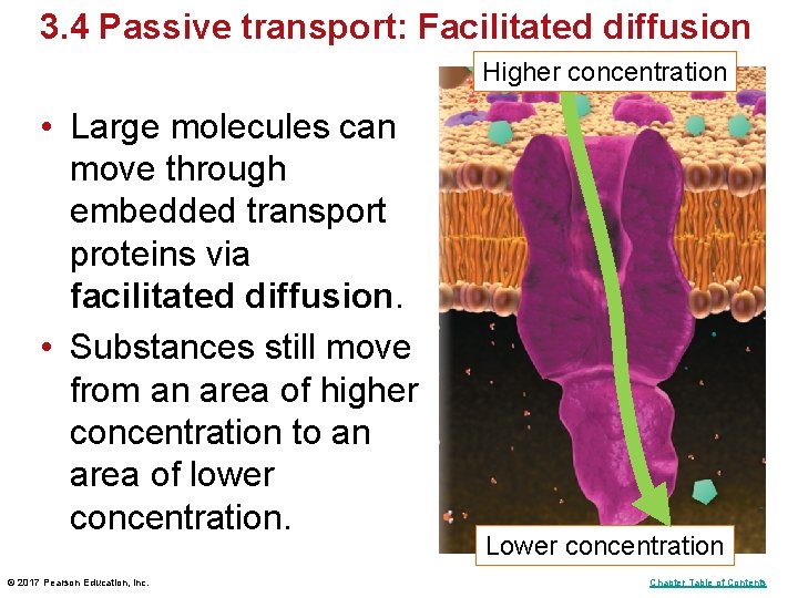 3. 4 Passive transport: Facilitated diffusion Higher concentration • Large molecules can move through