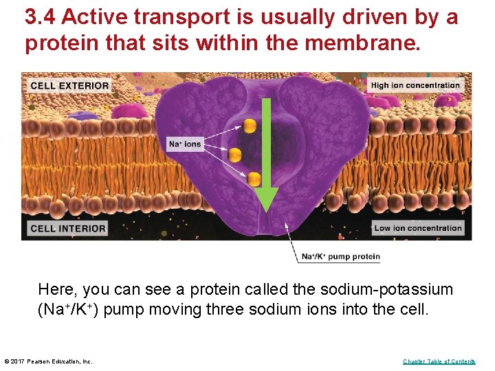 3. 4 Active transport is usually driven by a protein that sits within the 3. 4 Active transport is usually driven by a protein that sits within the