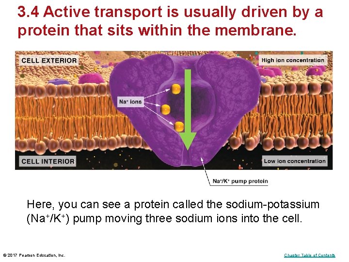 3. 4 Active transport is usually driven by a protein that sits within the