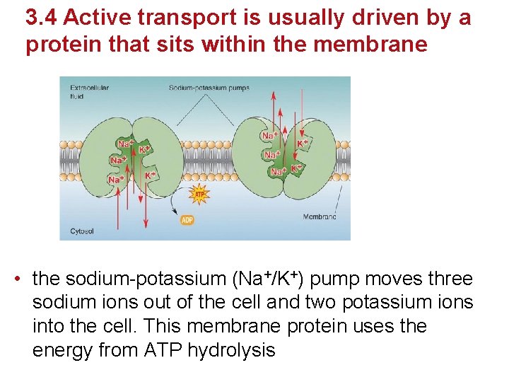 3. 4 Active transport is usually driven by a protein that sits within the 3. 4 Active transport is usually driven by a protein that sits within the