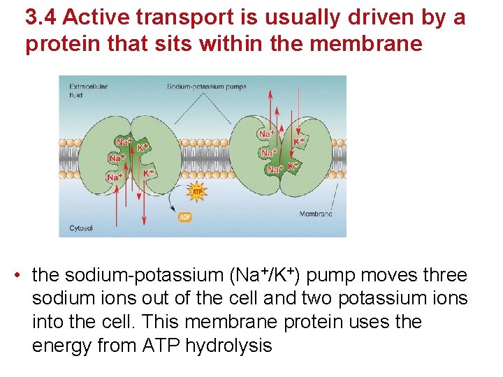 3. 4 Active transport is usually driven by a protein that sits within the