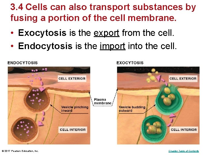 3. 4 Cells can also transport substances by fusing a portion of the cell