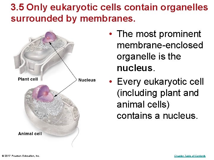 3. 5 Only eukaryotic cells contain organelles surrounded by membranes. • The most prominent