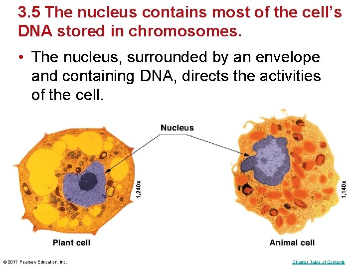 3. 5 The nucleus contains most of the cell’s DNA stored in chromosomes. •