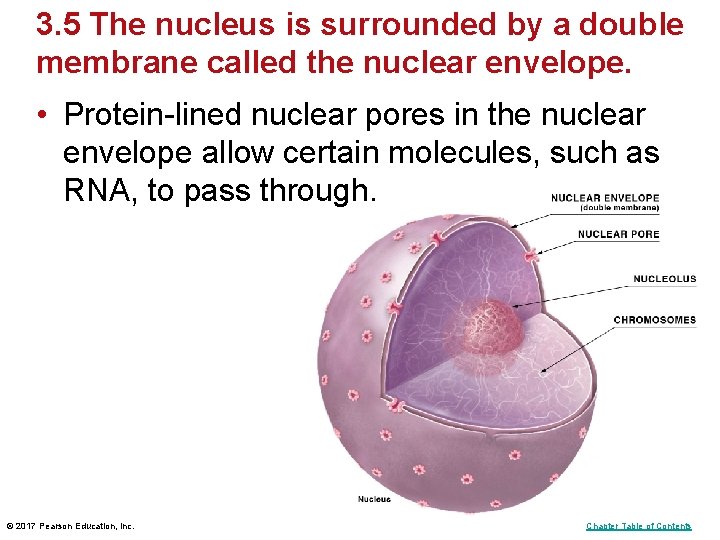 3. 5 The nucleus is surrounded by a double membrane called the nuclear envelope. 3. 5 The nucleus is surrounded by a double membrane called the nuclear envelope.