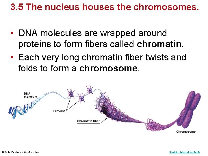 3. 5 The nucleus houses the chromosomes. • DNA molecules are wrapped around proteins