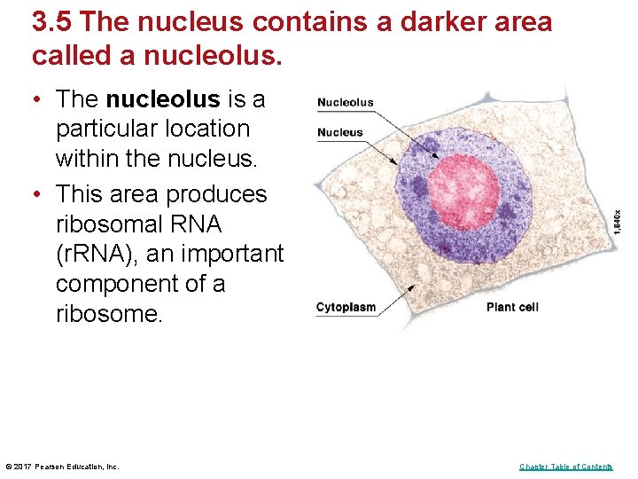 3. 5 The nucleus contains a darker area called a nucleolus. • The nucleolus