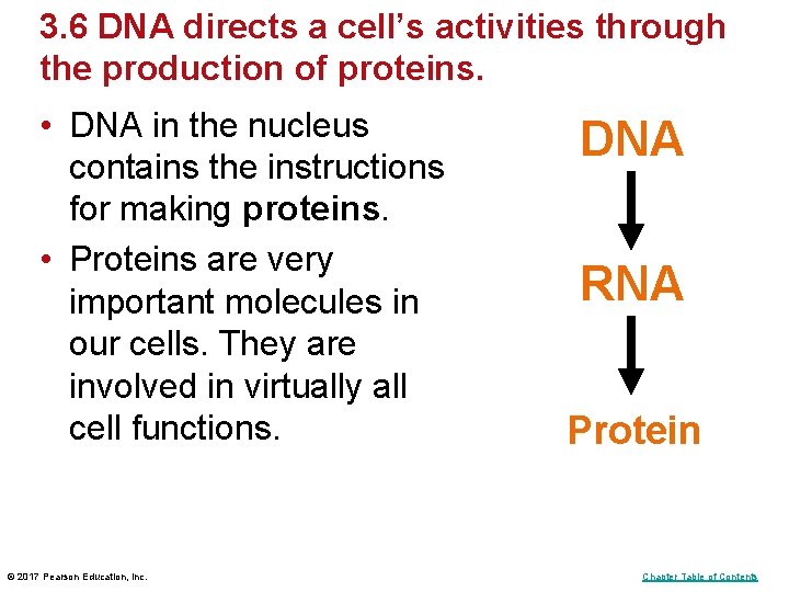 3. 6 DNA directs a cell’s activities through the production of proteins. • DNA