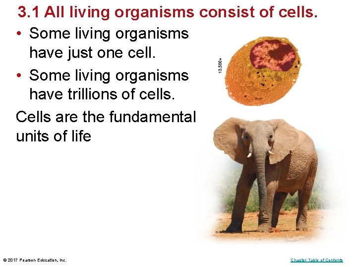 3. 1 All living organisms consist of cells. • Some living organisms have just