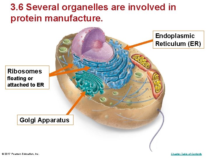 3. 6 Several organelles are involved in protein manufacture. Endoplasmic Reticulum (ER) Ribosomes floating 3. 6 Several organelles are involved in protein manufacture. Endoplasmic Reticulum (ER) Ribosomes floating