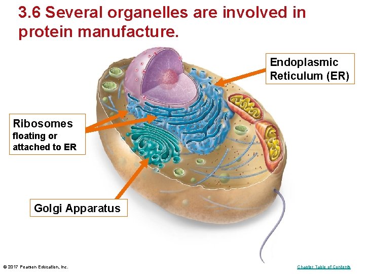 3. 6 Several organelles are involved in protein manufacture. Endoplasmic Reticulum (ER) Ribosomes floating