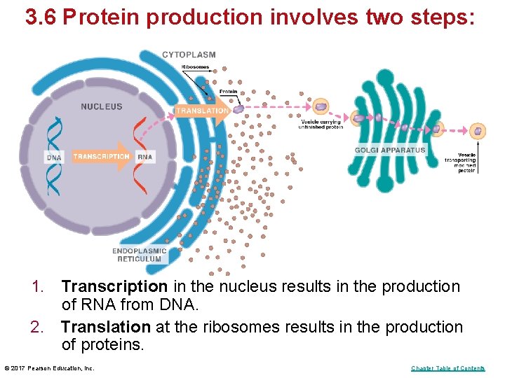 3. 6 Protein production involves two steps: 1. Transcription in the nucleus results in