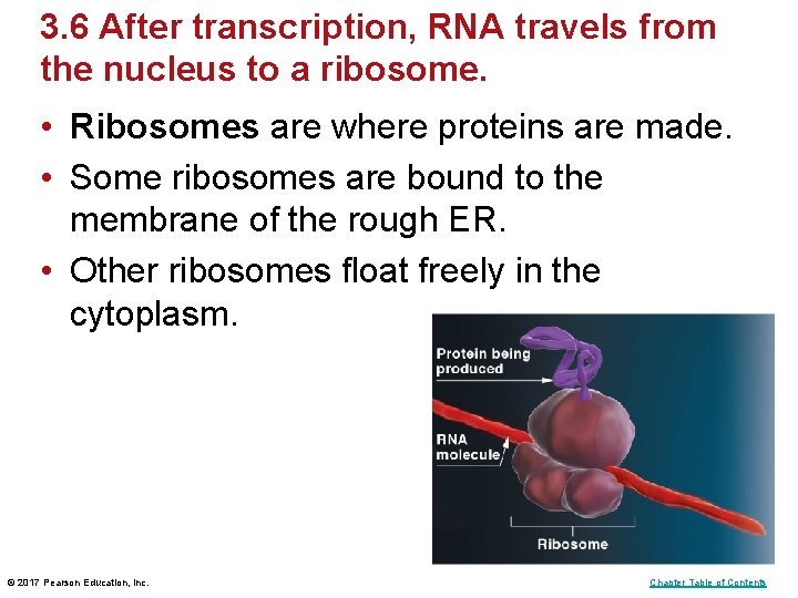 3. 6 After transcription, RNA travels from the nucleus to a ribosome. • Ribosomes