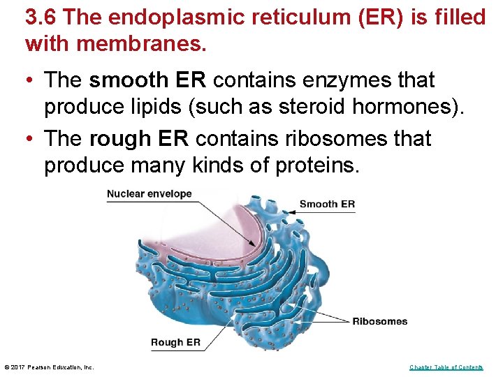 3. 6 The endoplasmic reticulum (ER) is filled with membranes. • The smooth ER