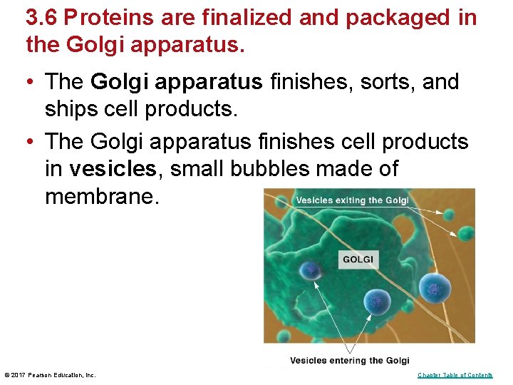 3. 6 Proteins are finalized and packaged in the Golgi apparatus. • The Golgi