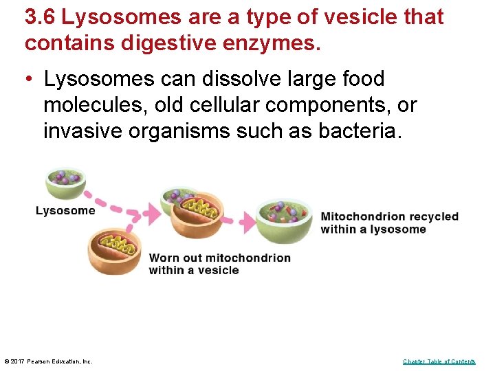 3. 6 Lysosomes are a type of vesicle that contains digestive enzymes. • Lysosomes