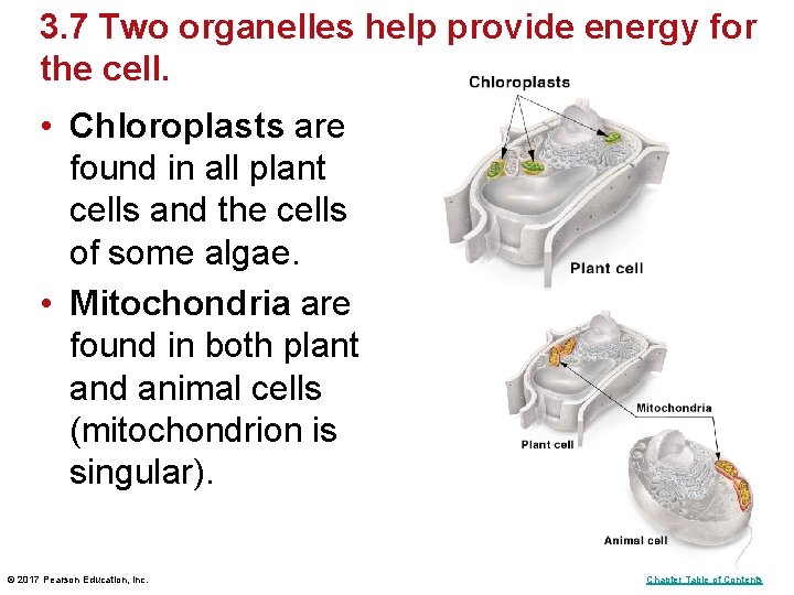 3. 7 Two organelles help provide energy for the cell. • Chloroplasts are found