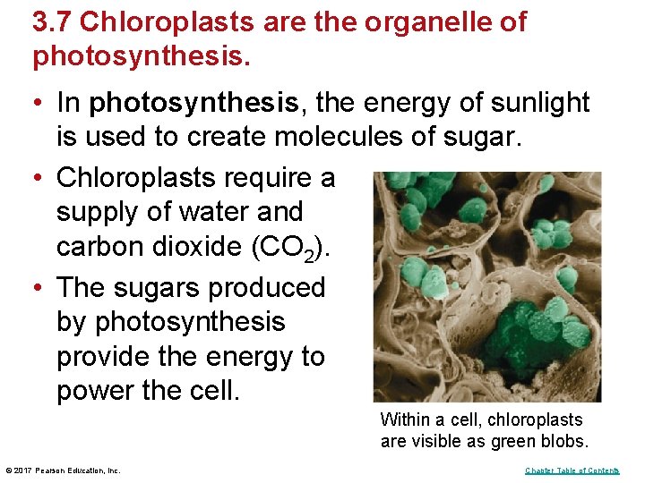 3. 7 Chloroplasts are the organelle of photosynthesis. • In photosynthesis, the energy of