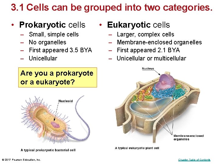 3. 1 Cells can be grouped into two categories. • Prokaryotic cells – –
