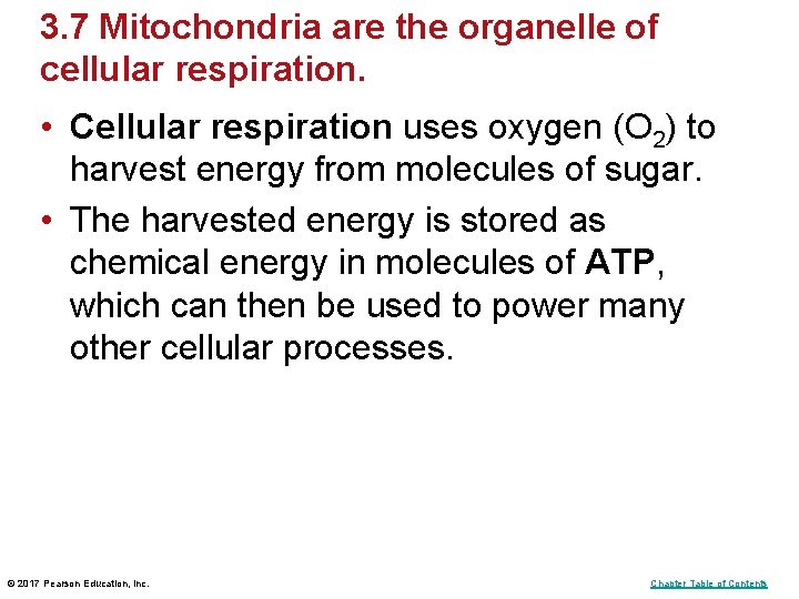 3. 7 Mitochondria are the organelle of cellular respiration. • Cellular respiration uses oxygen